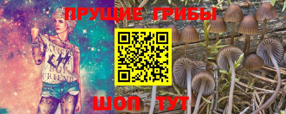 Галлюциногенные грибы Psilocybine cubensis Новошахтинск